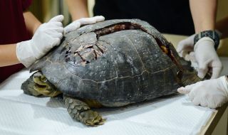 Бременна костенурка оцеля след нападение от акула, удар от лодка и 7-часова операция 