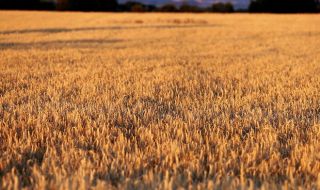 Със 124 гласа "за" депутатите решиха: Отпада забраната за внос на зърно от Украйна