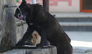 Жега до 37° днес