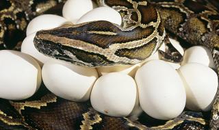 Женски питон снесе яйца, без да се е доближавал до мъжки 20 години