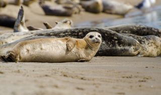 1700 мъртви тюлена са изхвърлени по руското крайбрежие на Каспийско море