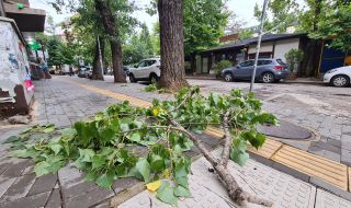 Инцидент в Пловдив: Клон падна върху пенсионер 
