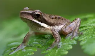 Женските жаби използват намигването като тактика за флирт