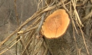 Незаконна сеч на 150 дървета край Гърмен