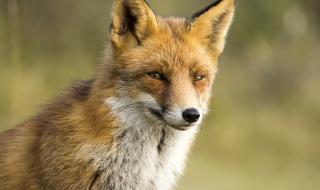 Притча: За какво мечтае лисицата