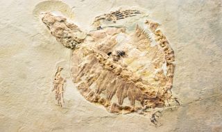 Откриха фосили от речна костенурка на 70 милиона години в Египет (СНИМКИ)