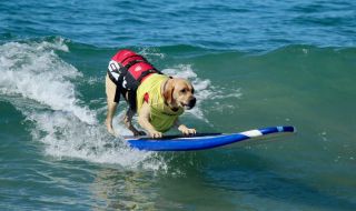 Проведе се световно първенство по сърф за кучета (ВИДЕО)