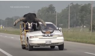 Мъж вози бик на пътническата седалка на автомобил (ВИДЕО)