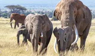 Слонове убиха турист в национален парк до Йоханесбург
