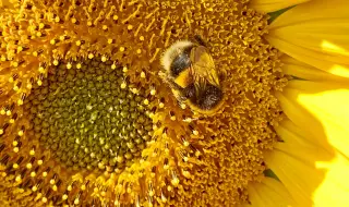 Привличат пчели в градините с подходящи за здравето им растения