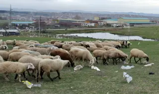 Умъртвяват овцете в заразена с шарка ферма в Хасково