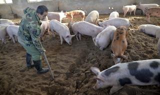 Умъртвиха 123 000 чумави прасета в Румъния