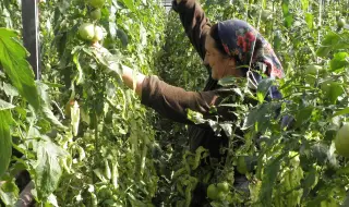 Африканци май ще отглеждат български плодове и зеленчуци