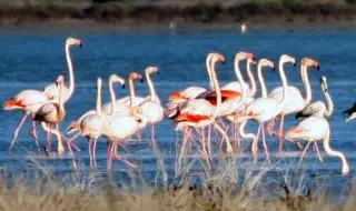 Участниците в Giro d’Italia бяха посрещнати от 109 розови фламинго в Бургас