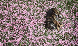 Масова смърт на животни в парка до стадион "Славия"