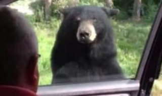 Как мечка хваща автостоп?