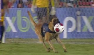 Полицейско куче открадна топката по време на футболен мач (ВИДЕО)