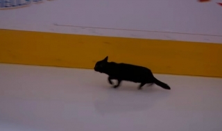 Внимание, черна котка на леда!