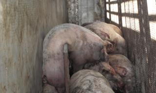 Според БАБХ избиването на свинете е &quot;доброволно усвояване на месо&quot;