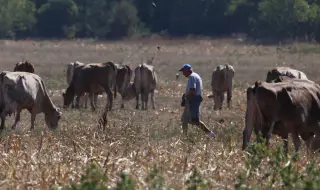 20 организации от аграрния сектор: Бюджет 2026 обрича на фалити производителите на храна