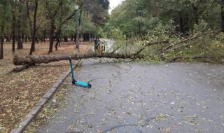 Дърво падна върху дете в Пловдив