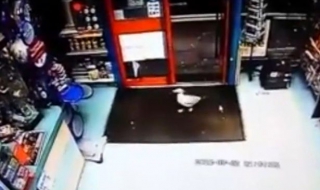 Неочакван крадец в магазина (Видео)