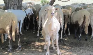 Откриха чума по кози и овце в Румъния