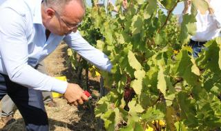 Порожанов: Очаква се преработеното грозде за вино бъде над 200 000 тона