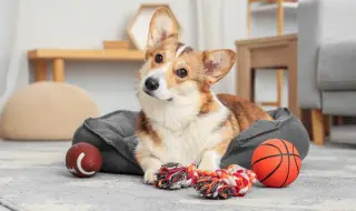 Как да държим новото ни кученце активно, без да съсипе дома