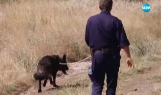 Полицаи с кучета преследваха 14-часа крадец край Панагюрище