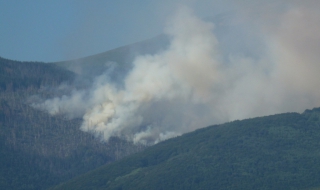 Няма засегната жива гора в пожара на Витоша