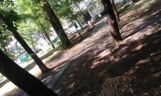 Ремонтираха парк „Сърнена гора“ (СНИМКИ)