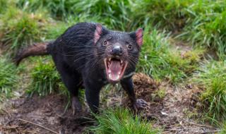 След 3000 години: Тасманийският дявол се връща в континентална Австралия (ВИДЕО)