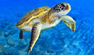 Поне 30 костенурки са открити мъртви с прободни рани на плаж в Япония 
