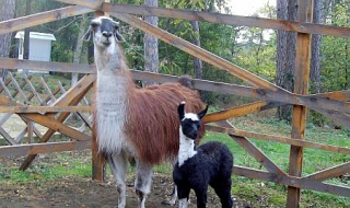 Бебе лама в айтоския зоопарк