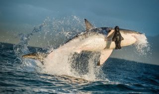 Голямата бяла акула срещу тюлените на Острова на тюлените (ВИДЕО)