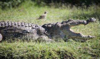 Крокодил уби пастор по време на кръщене