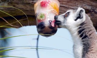 Жега! В зоопарка в Торино животните хапват ледени близалки