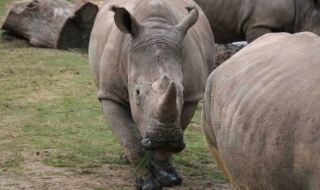 Бракониери убиха носорог във френски зоопарк (ВИДЕО)