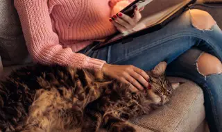 6 неочаквани причини защо котките следват стопаните си навсякъде