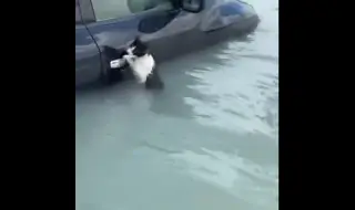 В Дубай спасиха от наводнението котка, забила нокти в дръжка на автомобилна врата (ВИДЕО)