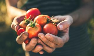 Роби берат домати в Италия
