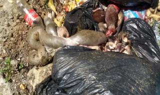 Трупове на заклани животни, мръсотия и неописуема смрад тровят жителите на Пловдив