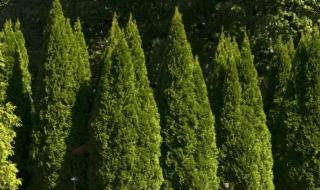 Хванаха мъж, крал дръвчета от парка в Генерал Тошево