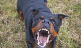 Пуснаха на свобода мъжа, чийто ротвайлер нахапа дете в училище