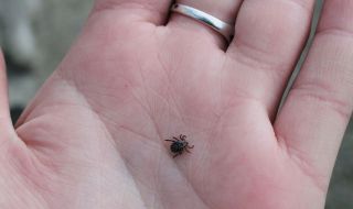 Рисковете и предпазните мерки в сезона на кърлежите