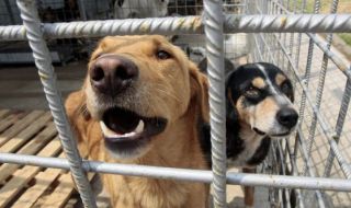 Протест в София: Приютите за животни са ужасни