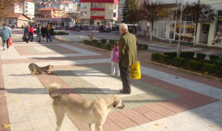 Бездомните кучета в Ардино се увеличават