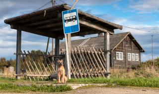Съвестен гражданин: Куче със собствена карта за автобус (СНИМКА)