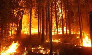 България ще помага на Черна гора за горските пожари